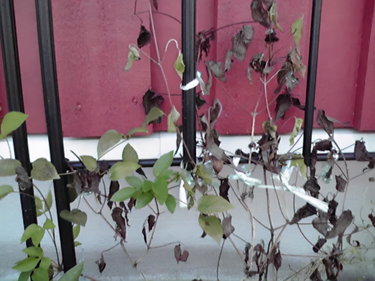 铁线莲春季发芽了还能换盆吗,铁线莲春季花后要换盆吗