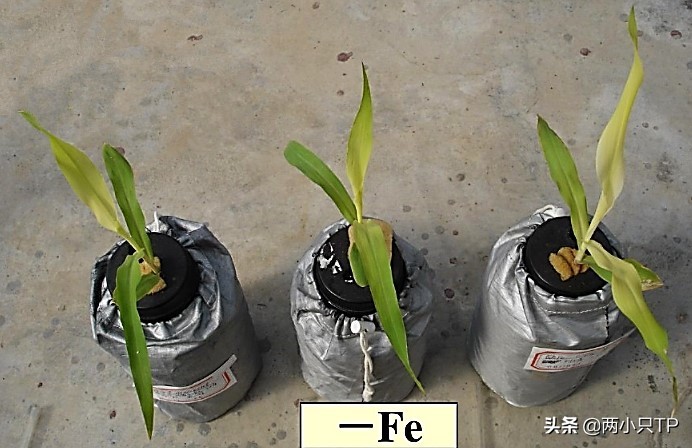 植物缺铁缺镁的症状是什么,植物缺镁最简单的补充方法