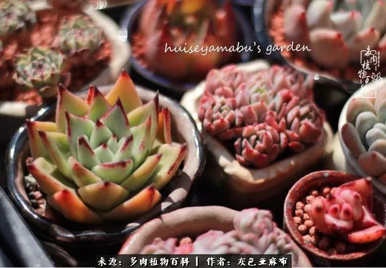 许我向你看,许我向你看演唱