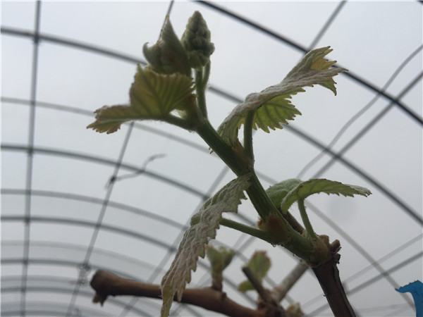 葡萄园哪种喷雾比较好,葡萄园喷雾方法