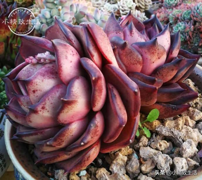 养多肉都走过哪些弯路,新手养多肉避坑指南