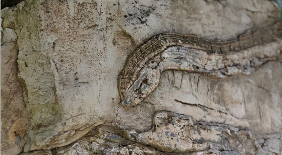 至今最长的蛇类,广西发现最大的蛇的纪录