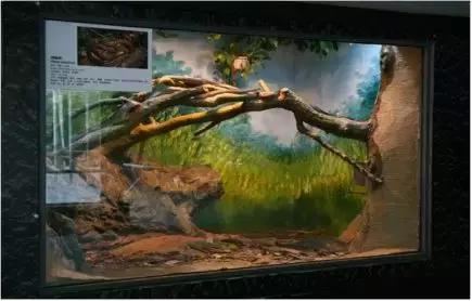 如何让观赏蛇类在人工环境下住得幸福