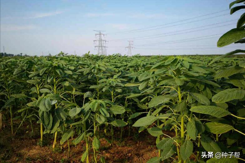 籽粒苋的栽培技术,籽粒苋亩产