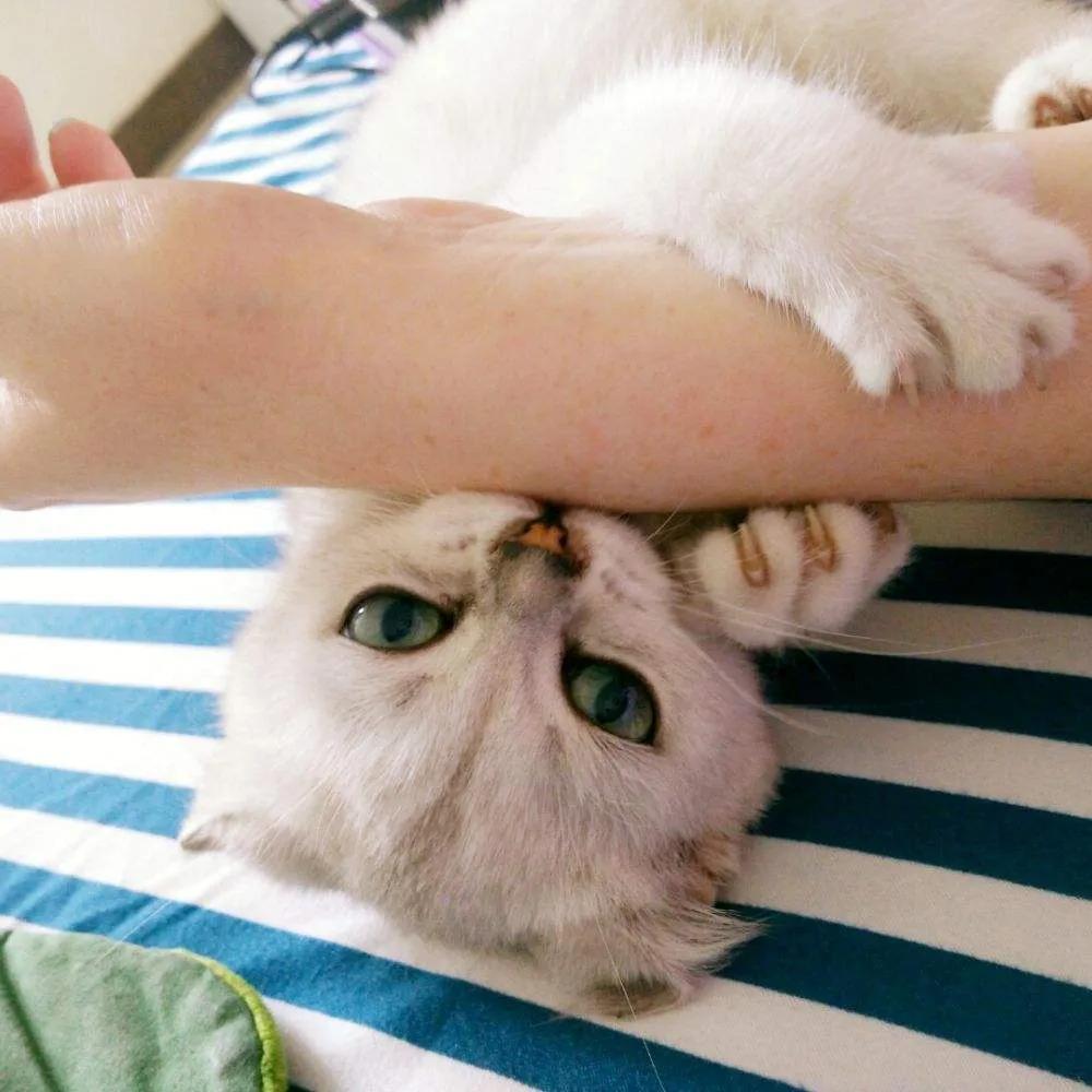逗猫咪玩它喜欢咬人是什么原因,猫咪喜欢轻轻咬人是什么意思