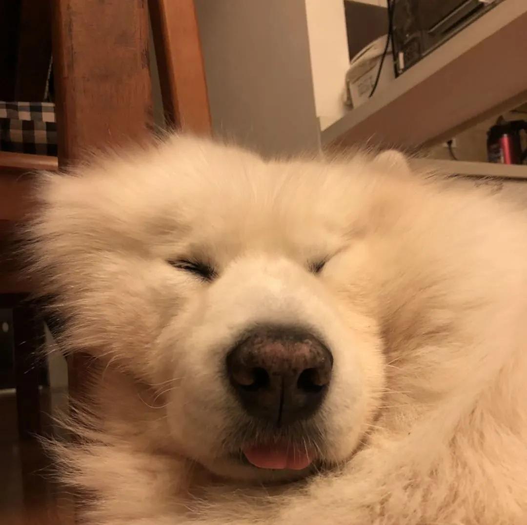 模仿狗狗睡姿,分享下你家狗子的睡姿