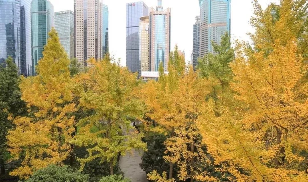 上海银杏叶打卡的地方,上海周边哪里有银杏叶