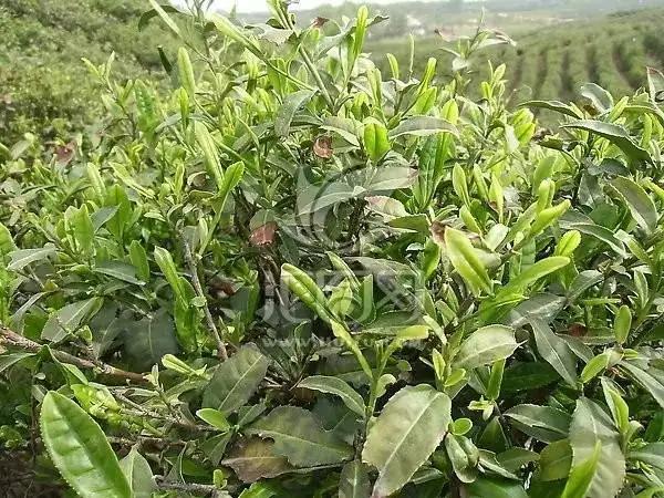 中国十大名茶最新排名,中国十大名茶
