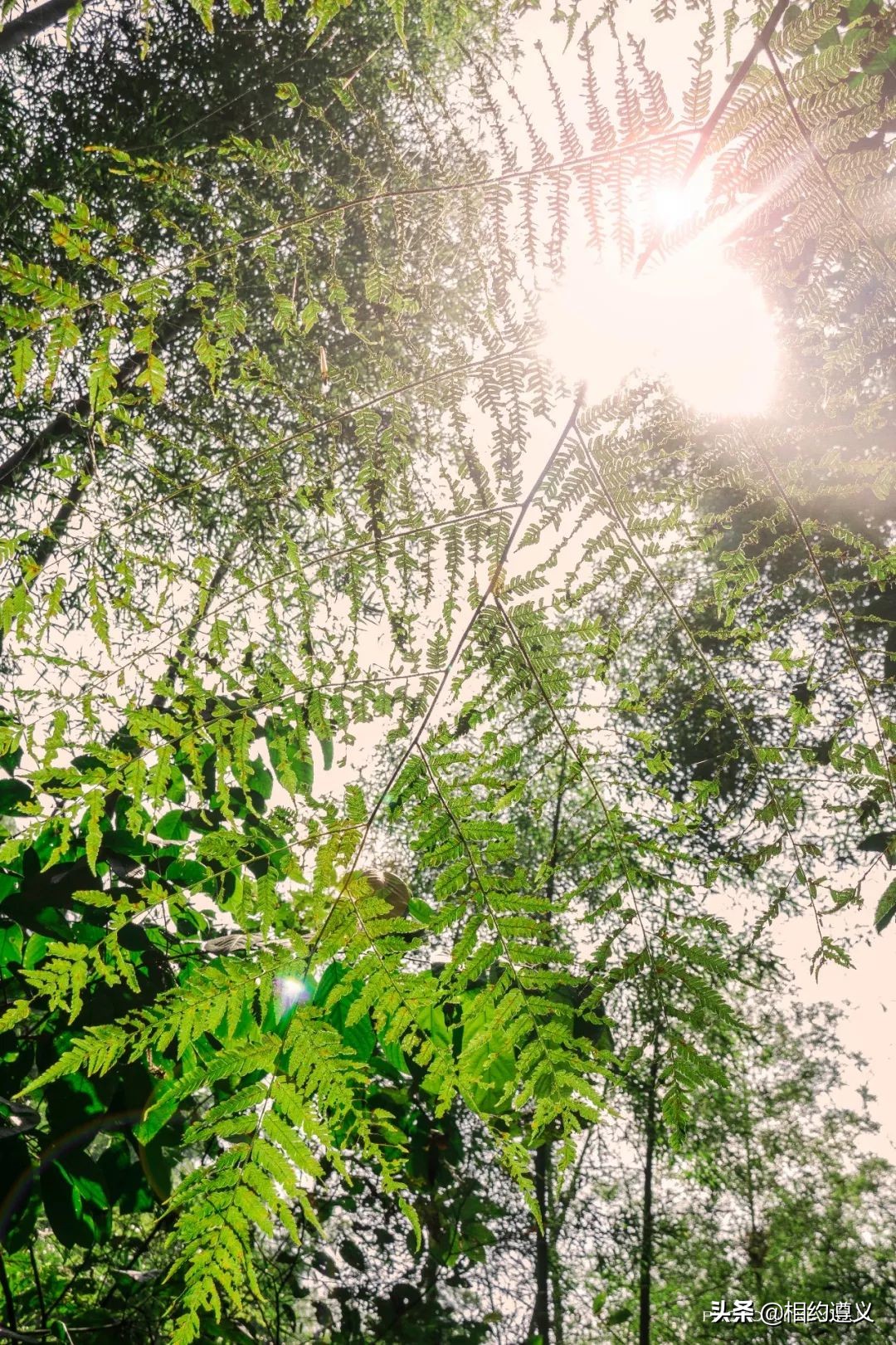 赤水大瀑布 侏罗纪公园 (世界唯一保留的侏罗纪原始公园)