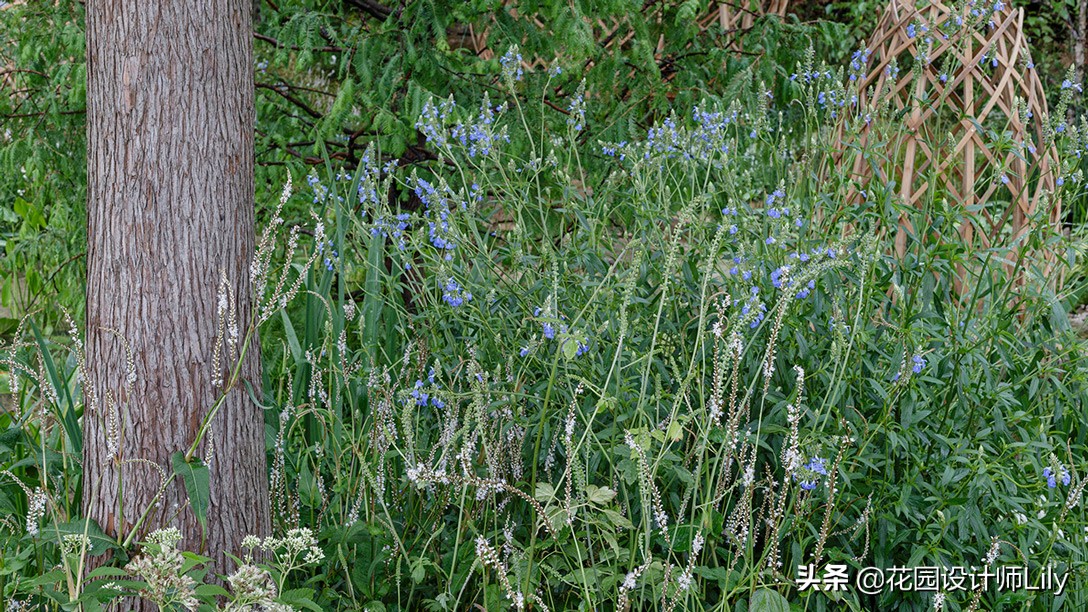 2023年切尔西花展各个花园的介绍,切尔西花展最佳花园