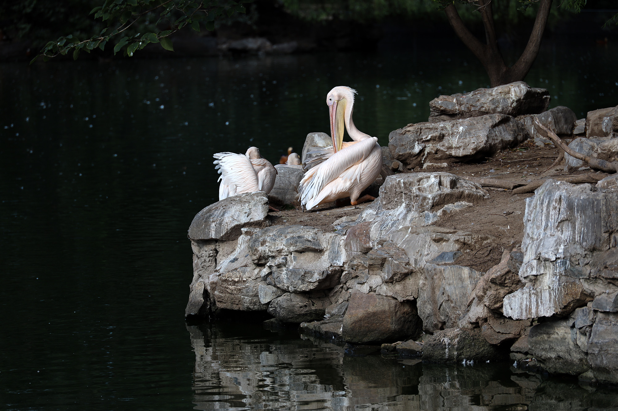 佳能ef24mmfm2.8广角镜头测评,佳能rf24-240镜头缺点