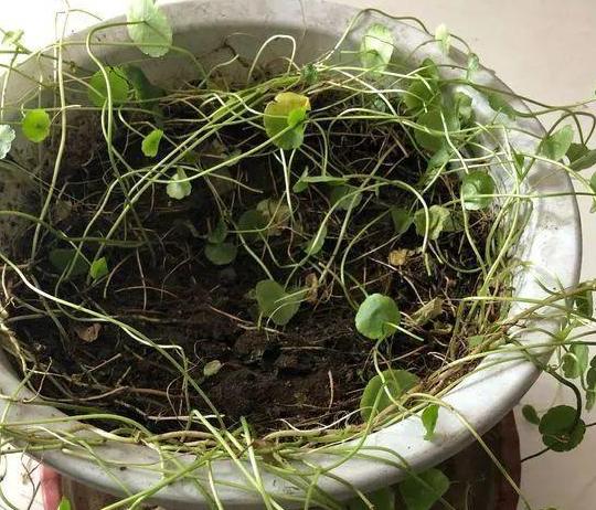 铜钱草养成吊兰怎么回事,吊兰黄叶怎么办用什么肥料