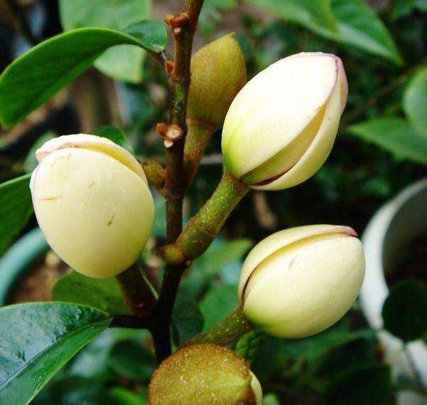 哪种花可以提取香精,一共有多少种花可以提炼香精