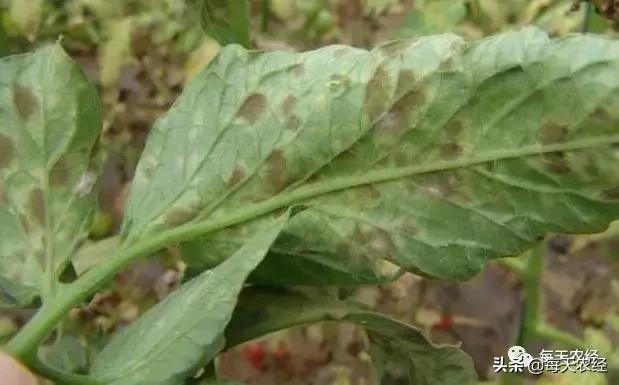 广州秋季番茄病害怎么防治,番茄常见病害防治方法