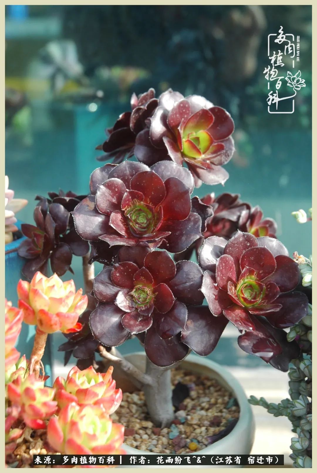 我家老臧：从反对到爱屋及乌的多肉守护人