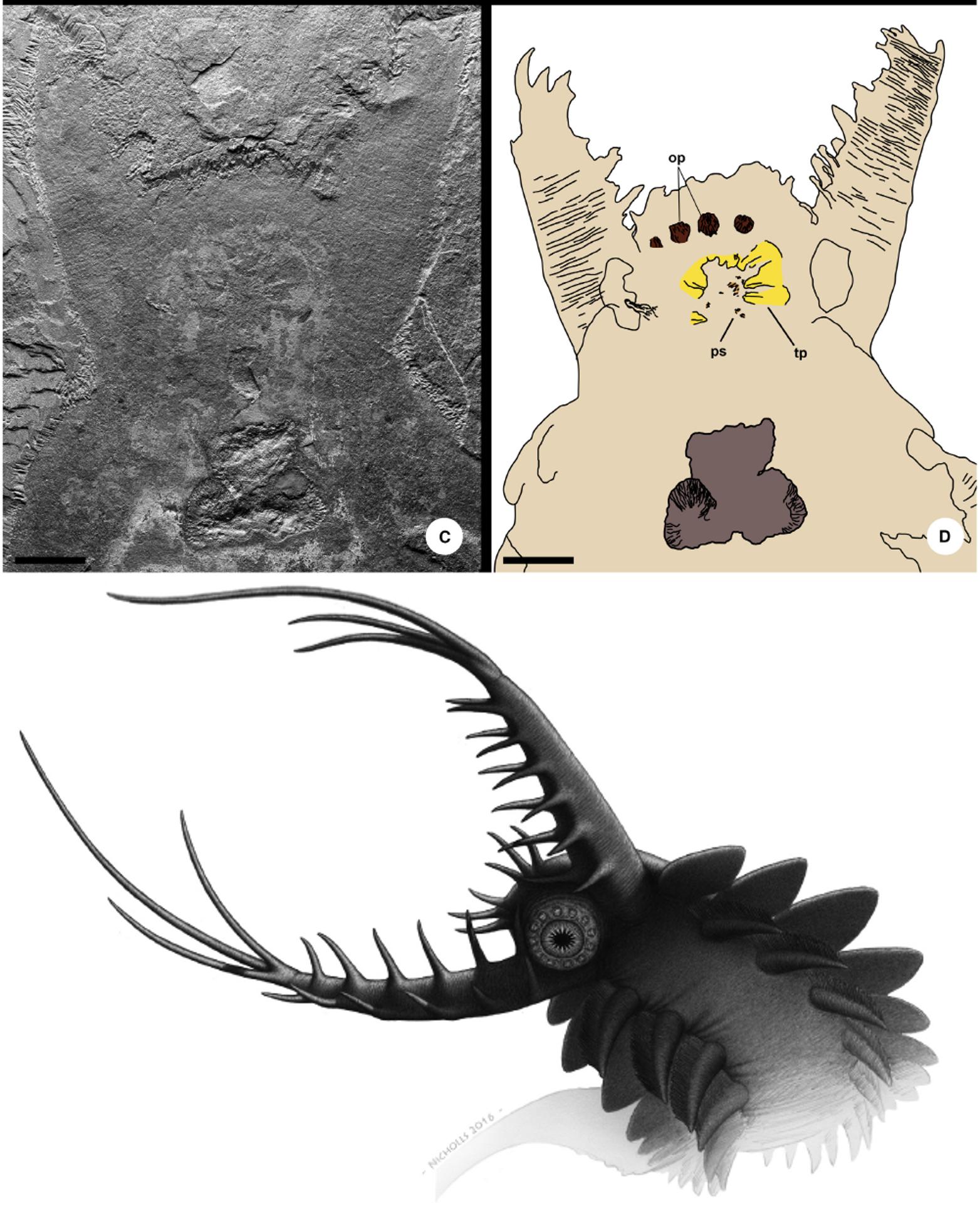 奇虾的故事1：恐虾首霸
