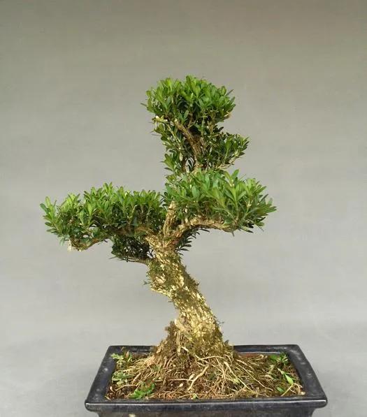 黄杨盆景的造型技巧,黄杨极品盆景制作视频