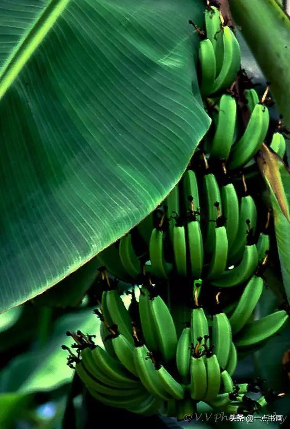 芭蕉叶画法教程,国画芭蕉画法视频