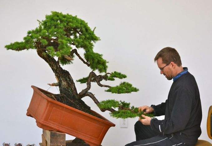 养盆景技巧,盆景修剪的基本方法