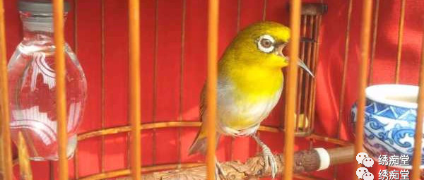 怎样和鸟交流沟通,与鸟沟通的话