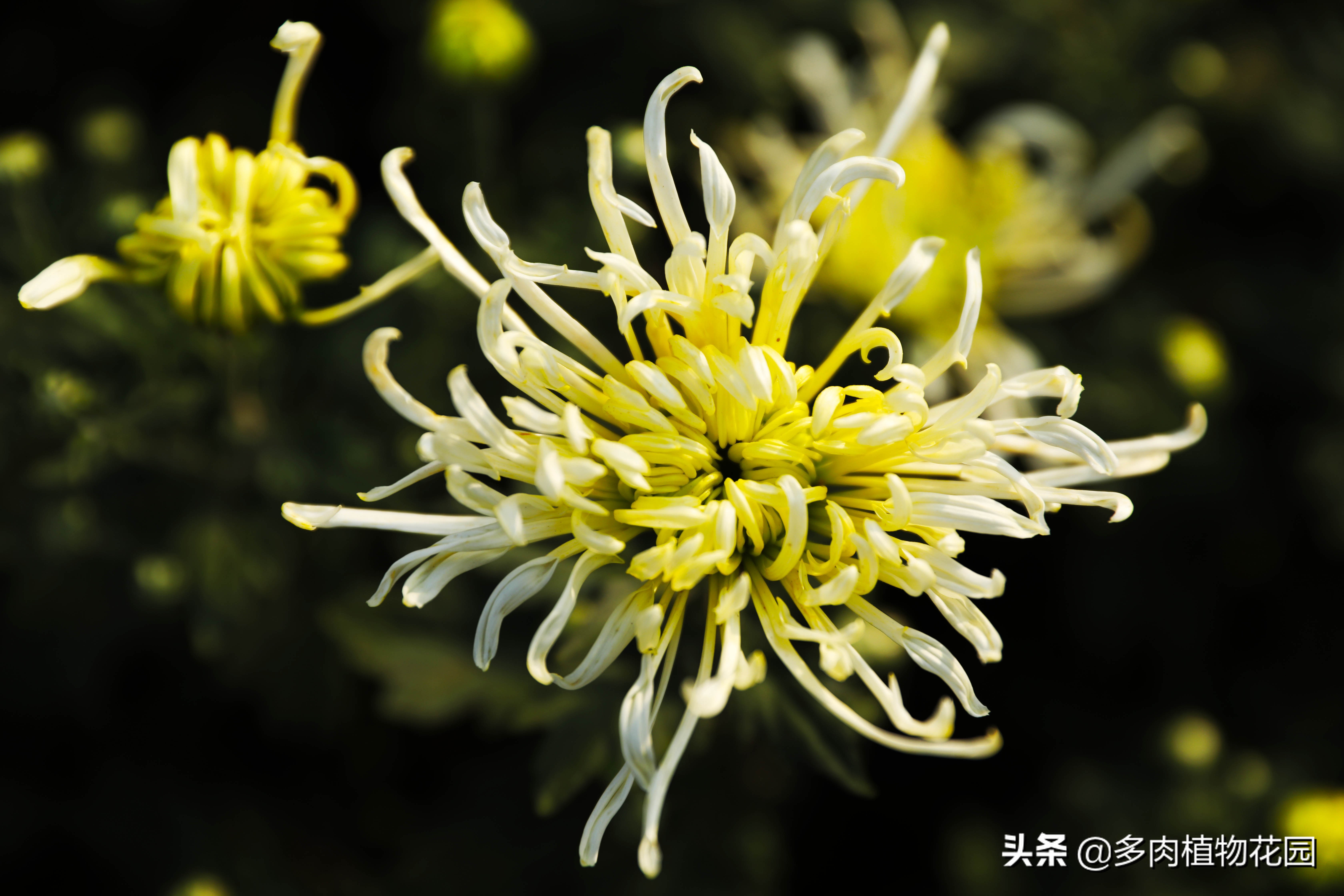 可食用的菊花有哪些,菊花能吃的有哪几种
