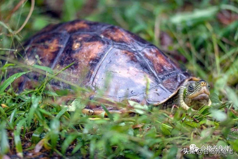 黄缘龟背甲可以抹油吗,龟背甲护理