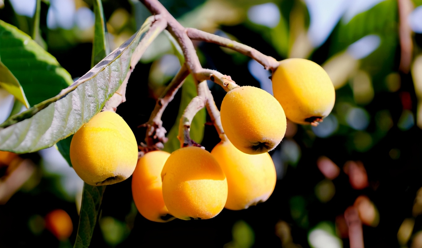 五月枇杷黄似橘诗句,五月枇杷黄似橘原文