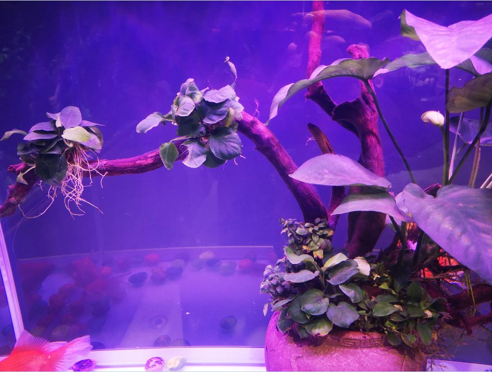 金鱼吃水草怎么养,金鱼吃水里的苔藓