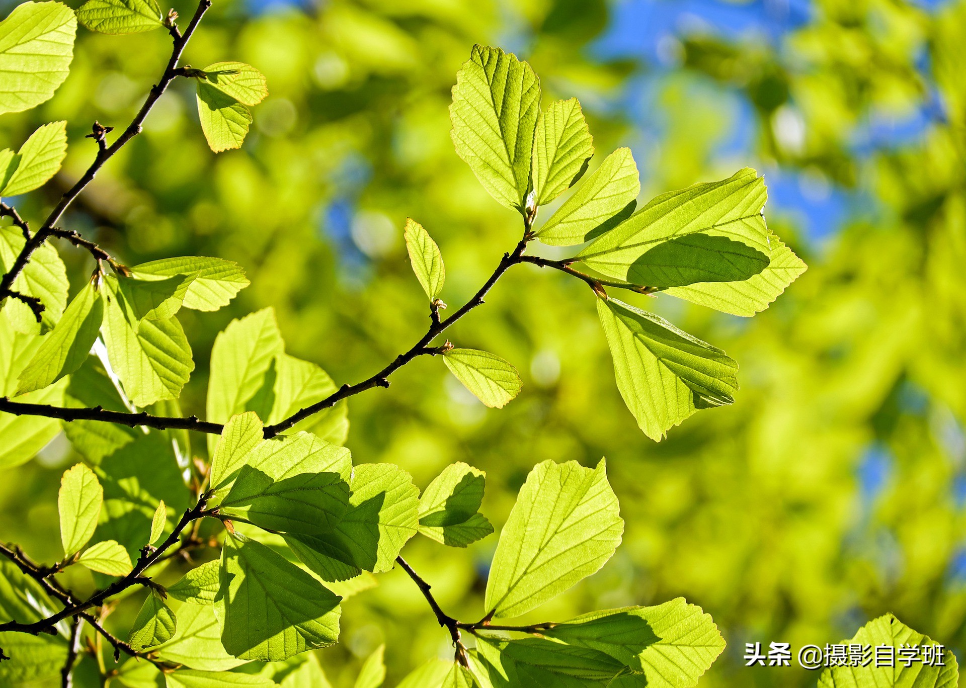 怎么拍出有质感的植物,如何拍出植物特别绿