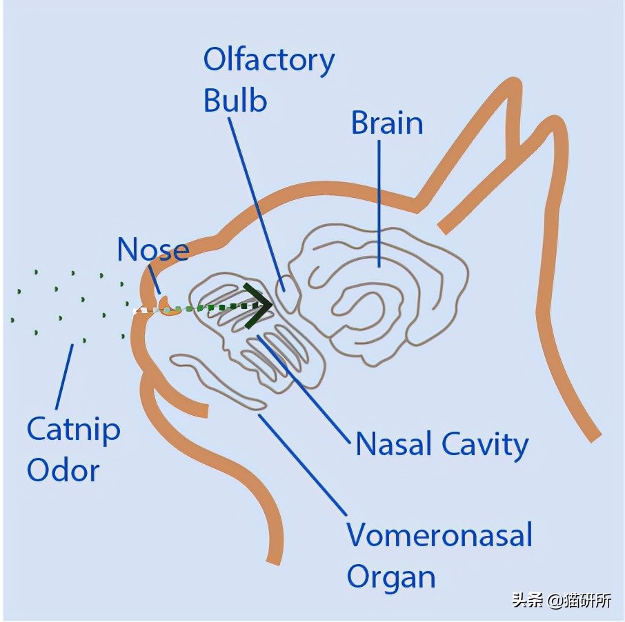 脚气传染猫咪 (猫咪脚气一般什么症状)