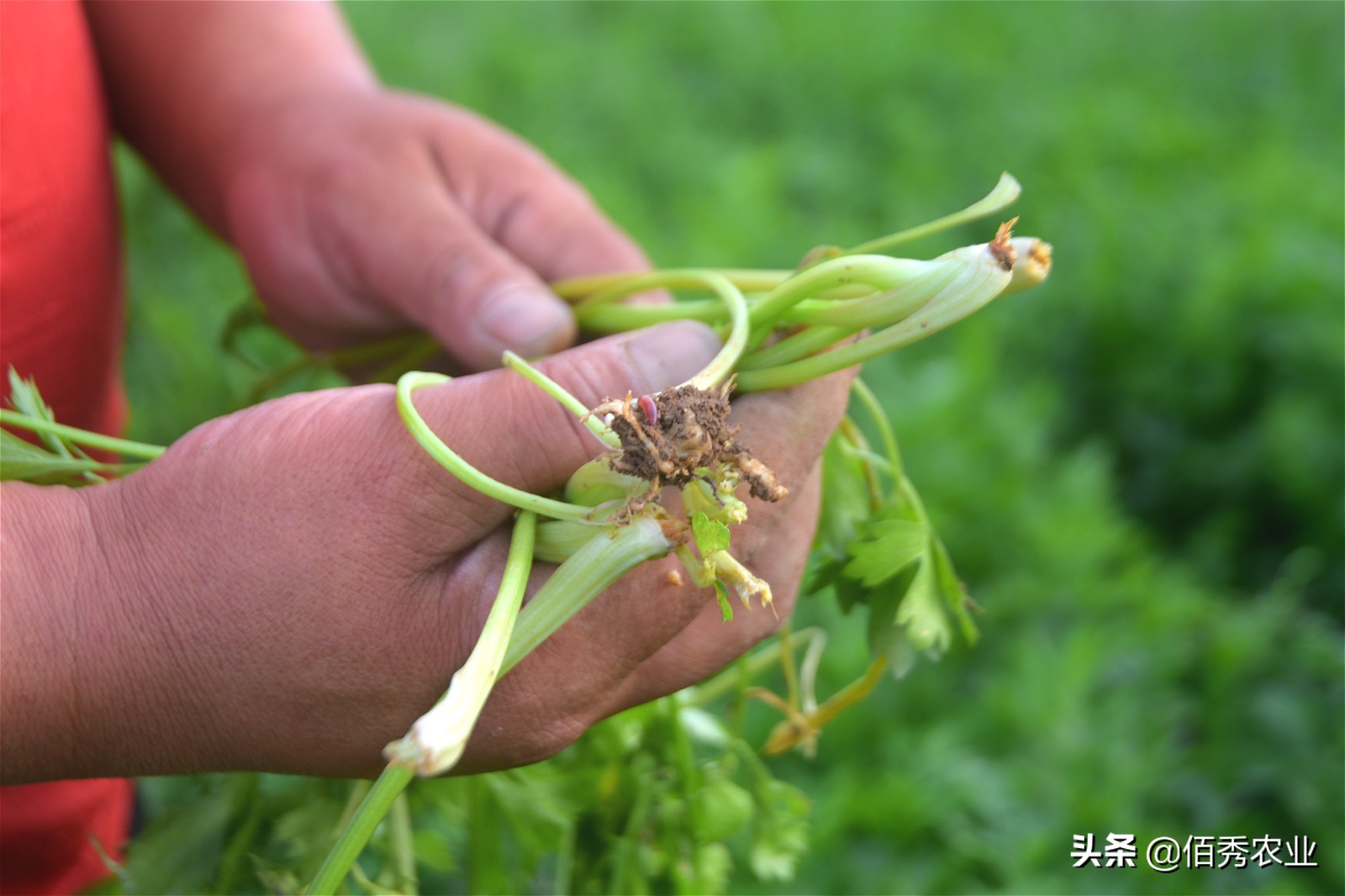 农作物根线虫怎么防,如何防治蔬菜线虫