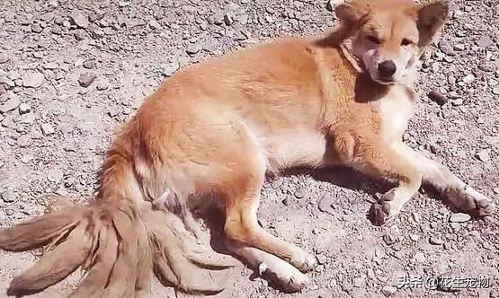 它是一条奇怪的“九尾”流浪狗，当人们看清楚之后，却直接泪目