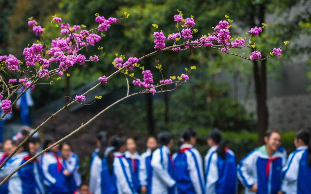 用最短时间，完成最快崛起，城南教育门面担当！成都石室天府中学