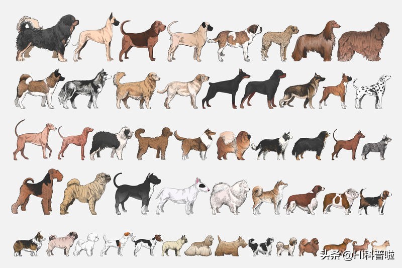 人类不能*亲近**生育，为什么却让狗“回交”，纯种狗真的好吗？