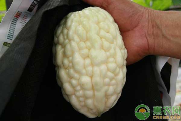 赚钱新项目1-2万块,有没有最好的农业种植项目