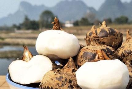 荸荠怎样防治枯萎烂根病,荸荠秆枯病有特效药吗