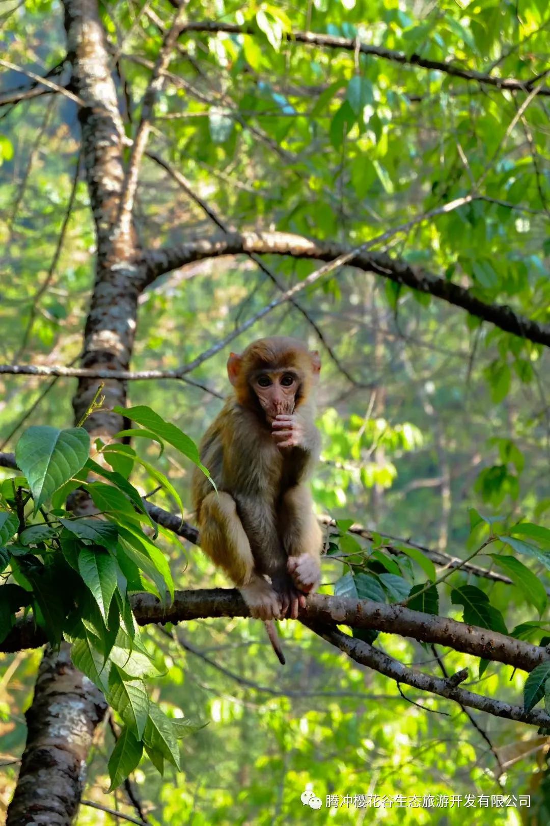 腾冲樱花谷景区,腾冲樱花谷12月份有樱花吗