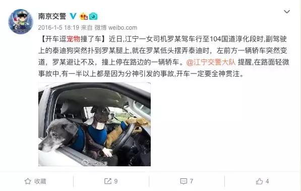 开车撞宠物狗保险赔吗,开车撞到狗没报警保险赔吗