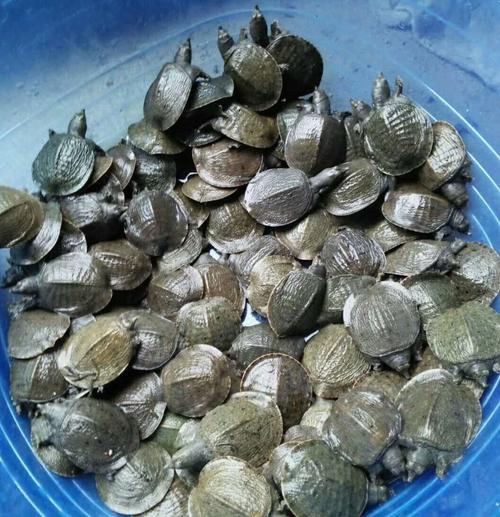 养甲鱼姚志刚,致富经姚志刚甲鱼