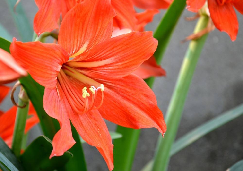 别人过年都养花，他偏爱“洋葱头”，笑话他的人，最后直喊羡慕！