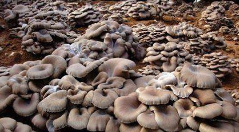 农村种植赚钱小技巧,农村60岁种植什么最赚钱