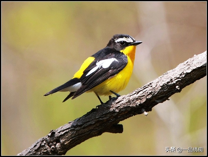 鸟类名字生僻字,带有鸟字的生僻字