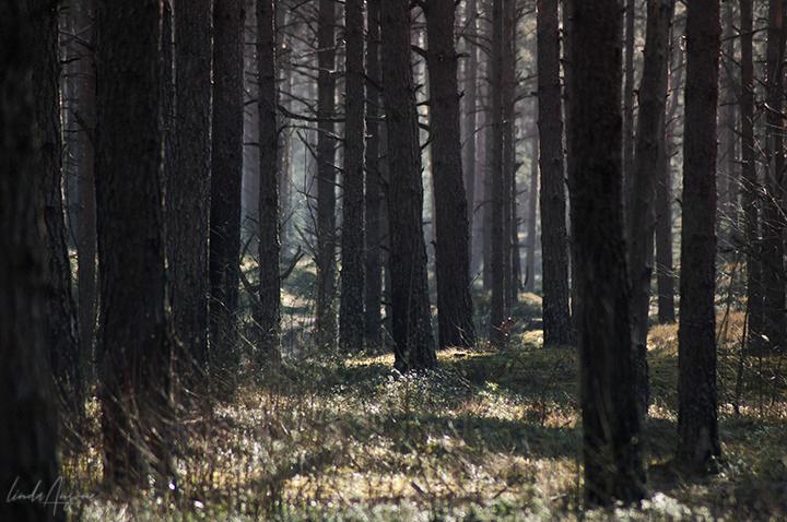 它是蜜蜂世界的“消毒剂”，今天，又将造福全人类