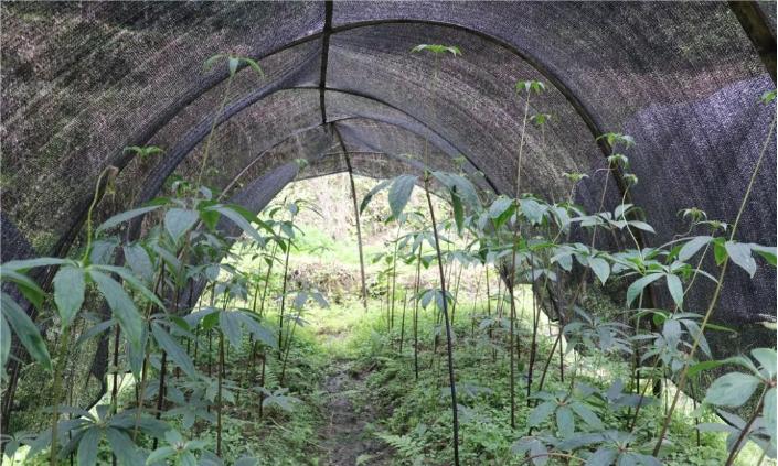 梯田七叶一枝花图片大全,梯田七叶一枝花图片