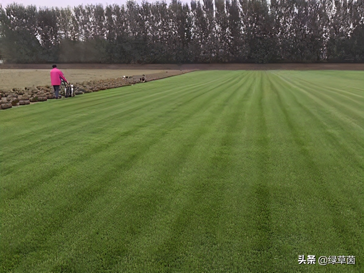 北方适合什么草坪种子带土,适合北方种植的草坪品种