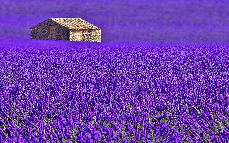 薰衣草庄园游玩,薰衣草庄园几月去最好玩呢