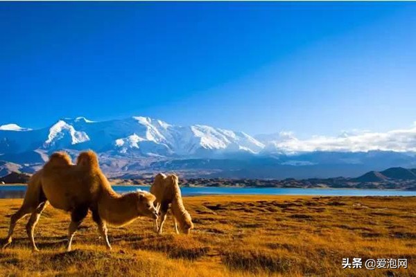 去*疆新**要注意的几件事，现在为你详细解答