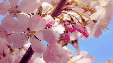 成都春游好去处周末 (成都周边周末春游推荐)