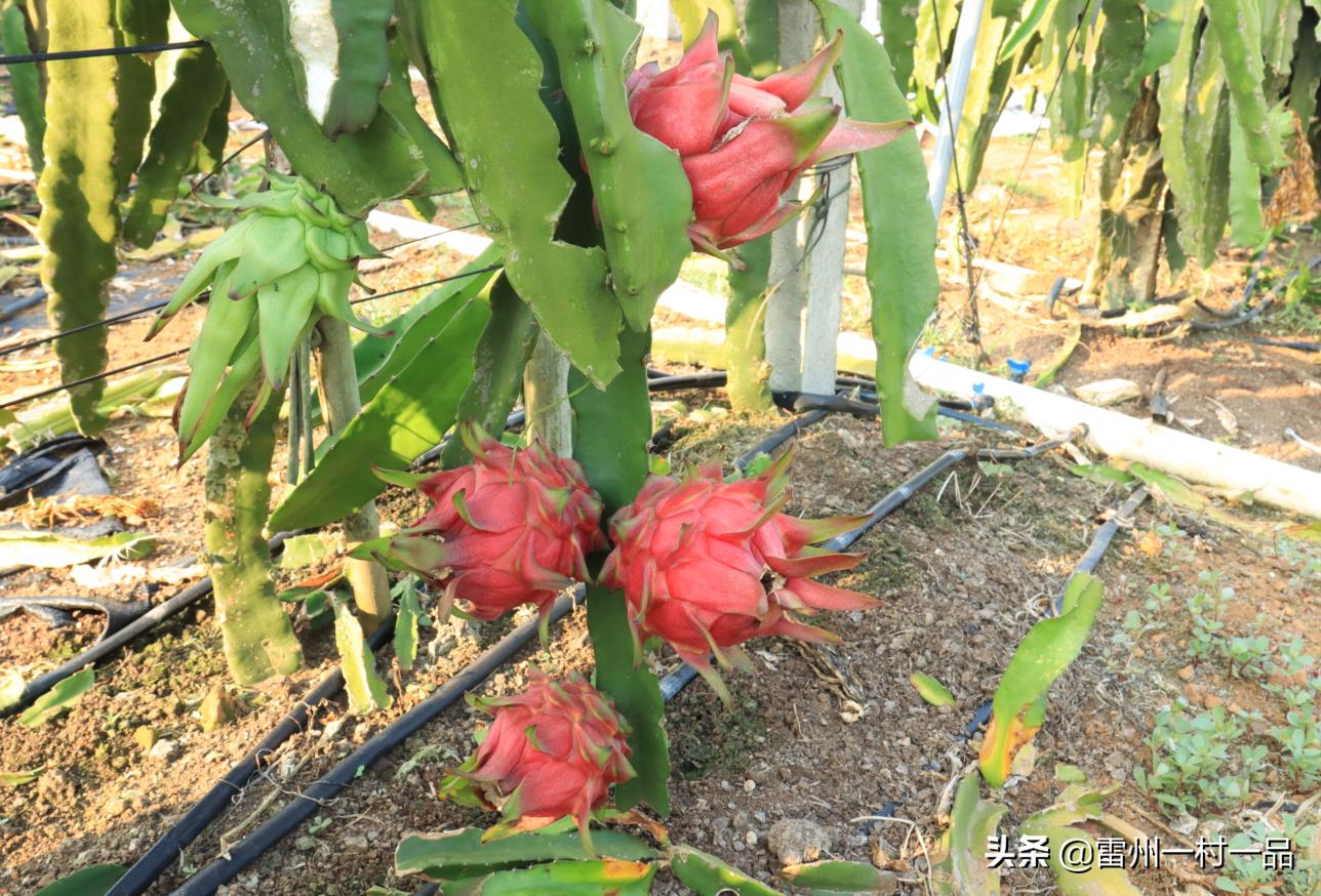 雷州市雷高镇下尾官田仔村,雷州雷高下尾村