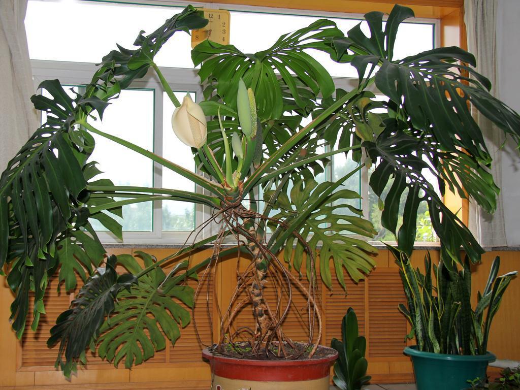 龟背竹叶子发黄和斑点,龟背竹叶子发黑不长咋回事